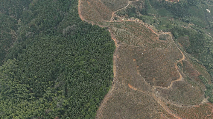 被改造成茶园茶山的山林山坡景色