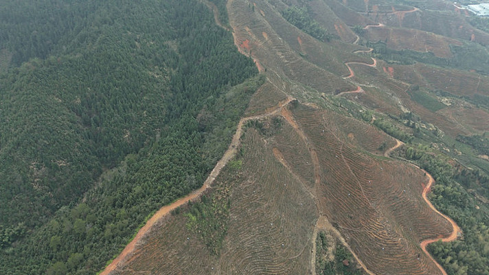 被改造成茶园茶山的山林山坡景色