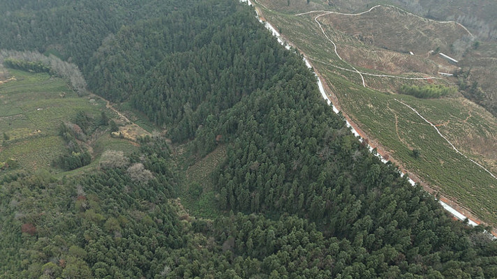 被改造成茶园茶山的山林山坡景色