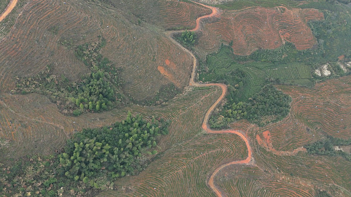 被改造成茶园茶山的山林山坡景色