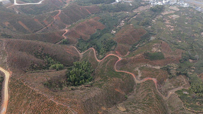 被改造成茶园茶山的山林山坡景色