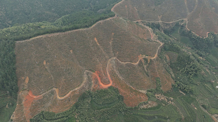 被改造成茶园茶山的山林山坡景色