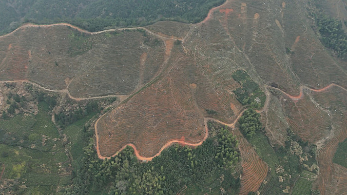 被改造成茶园茶山的山林山坡景色