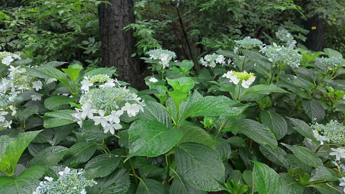 蓝白绣球花特写