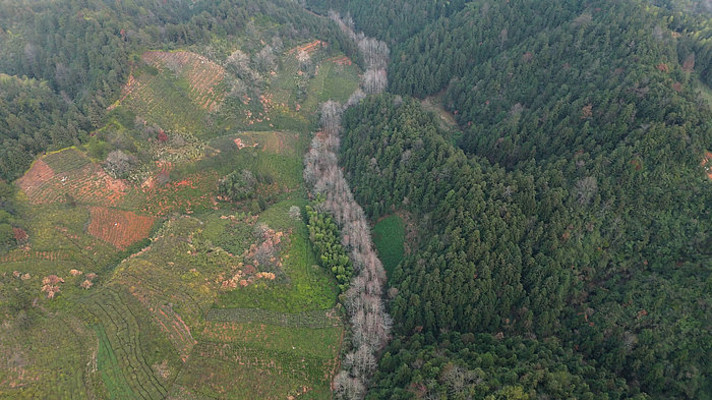 皖南山区林地与茶园航拍