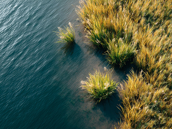 野草绿色植物图片 野草绿色植物图片
