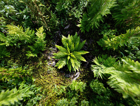 野草绿色植物图片 野草绿色植物图片