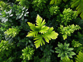 Ұ����ɫֲ��ͼƬ