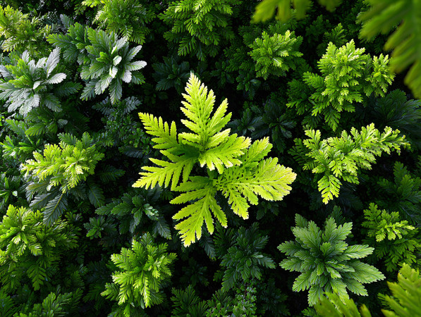 野草绿色植物图片 野草绿色植物图片