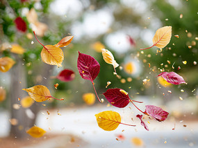 �����µ���Ҷ���羰�＾ͼƬ