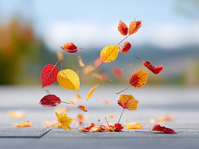 �����µ���Ҷ���羰�＾ͼƬ