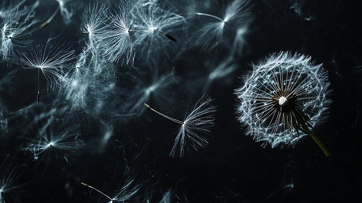 被风吹起散落的蒲公英背景图 被风吹起散落的蒲公英背景图
