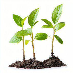 ������Ҷ������