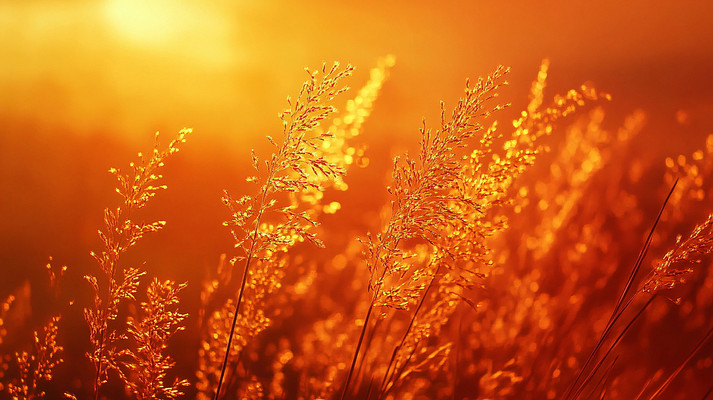 光辉下的植物背景图 光辉下的植物背景图