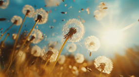 ������ѹ�Ӣ����ͼ