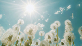 �������ѹ�Ӣ����ͼ