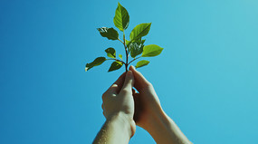 ������ɫֲ��