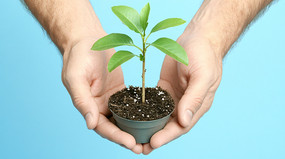 ˫����ֲ��