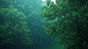 �´����ɭ��