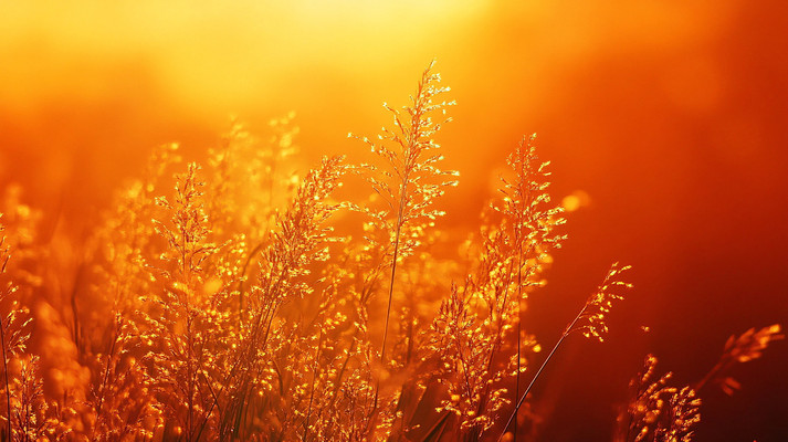 Ϧ���µ�ֲ�ﱳ��ͼ JPG