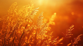 �����µ�ֲ�ﱳ��ͼ