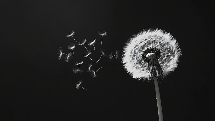 一棵蒲公英黑色背景图 一棵蒲公英黑色背景图