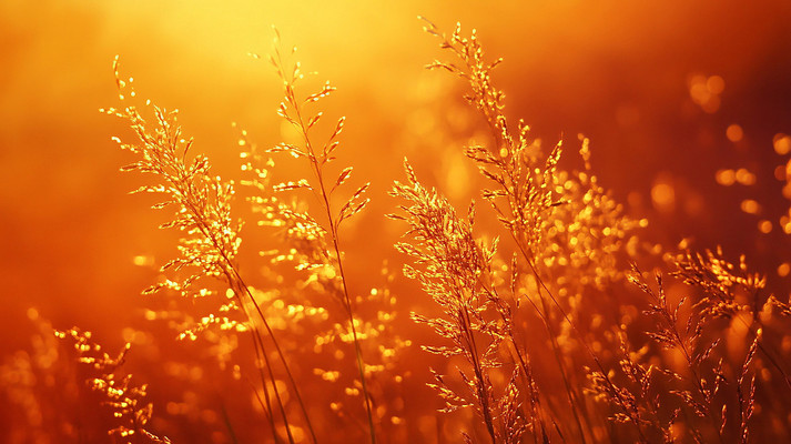 植物背景图 植物背景图