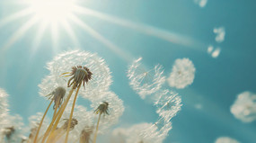 ֲ���ѹ�Ӣ����ͼ