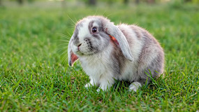 ݵϵĿɰ