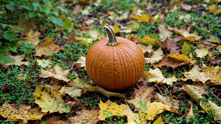 草地上的南瓜与秋叶