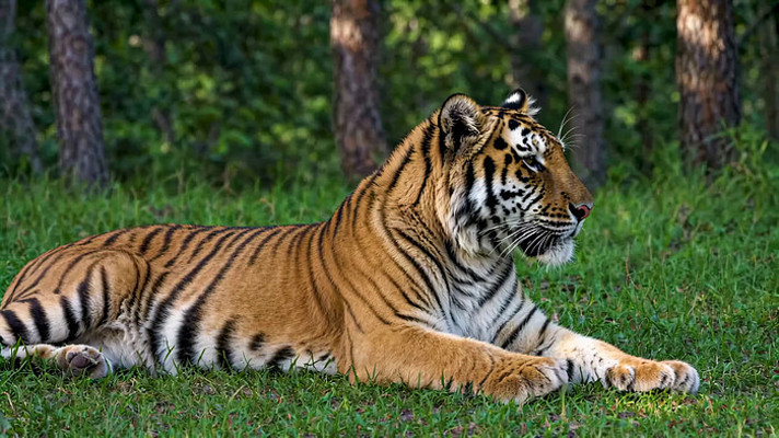 草地上休憩的老虎 草地上休憩的老虎
