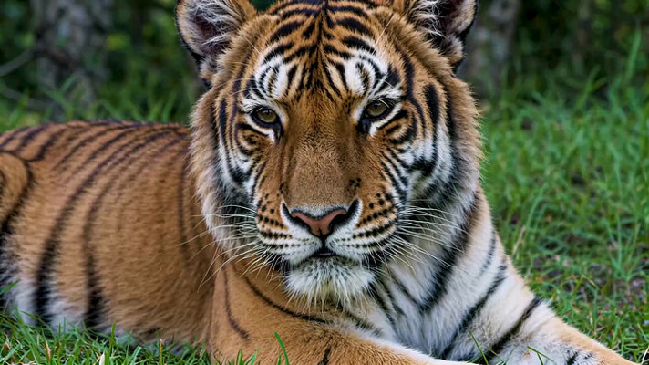 草地上休憩的老虎特写 草地上休憩的老虎特写