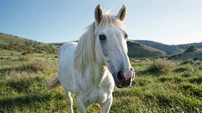 ԭϵİд