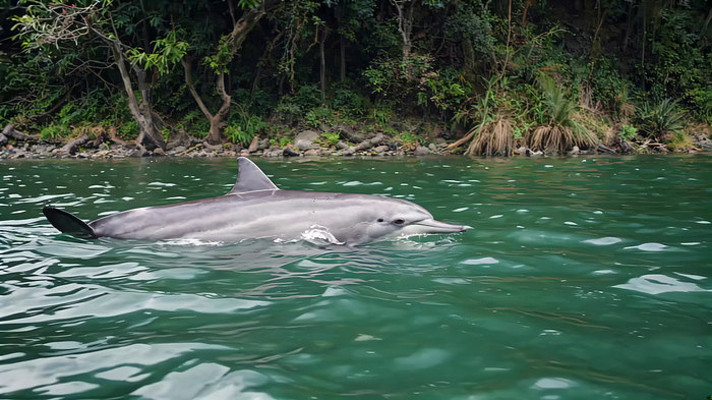 海豚在水域中游泳画面