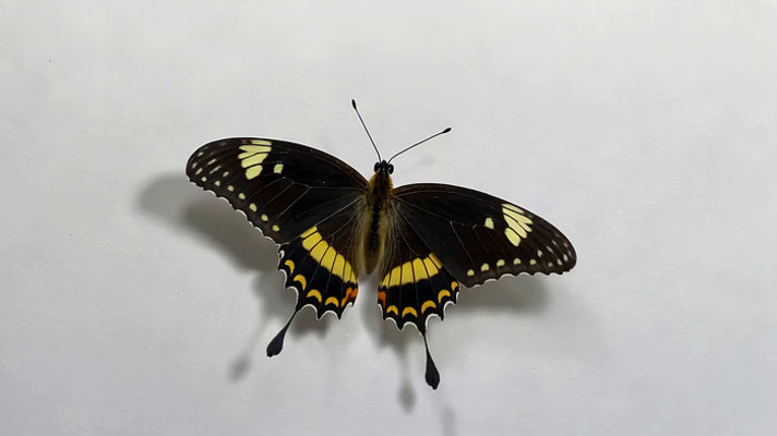 黑色带黄斑蝴蝶特写 黑色带黄斑蝴蝶特写