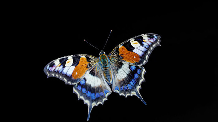 蝴蝶微距特写 蝴蝶微距特写