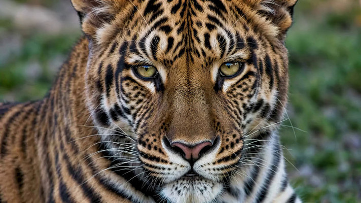 老虎特写素材 老虎特写素材