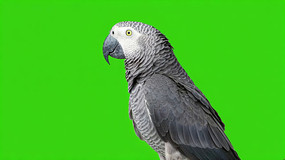 Ļǰķ޻