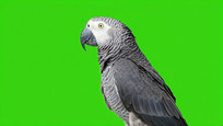 Ļǰķ޻