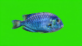 Ļǰɫز