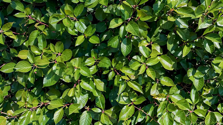 绿色树叶特写素材