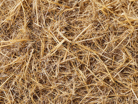 ���ؿݲݵĲݵ�