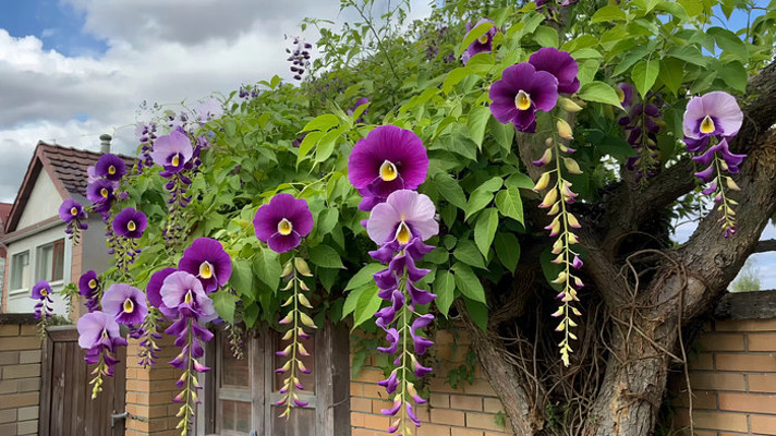 墙边绽放的紫色花卉 墙边绽放的紫色花卉
