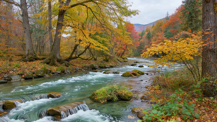 秋日森林中的河流风景 秋日森林中的河流风景