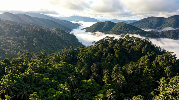 山林云海森林鸟瞰全景 山林云海森林鸟瞰全景