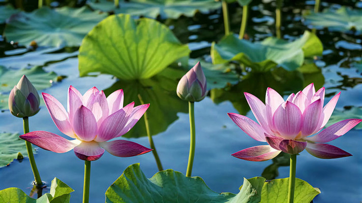 盛开荷花与荷叶池塘景象