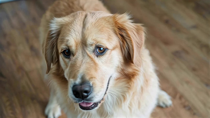 室内金毛犬特写