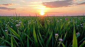 ��Ұ������Ȼ����ز�