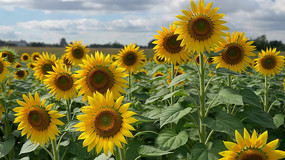 ���տ�����ȫ��