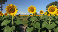 տȫ